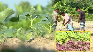 বগুড়ায় ৩ হাজার হেক্টর জমিতে শীতকালীন আগাম সবজি চাষ